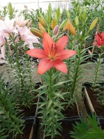 [4098 Carmine Diamond DJ No01.JPG]